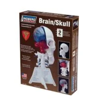 Brain/Skull Half Lindberg
