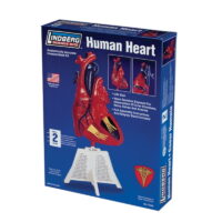 1/1 Human Heart Lindberg