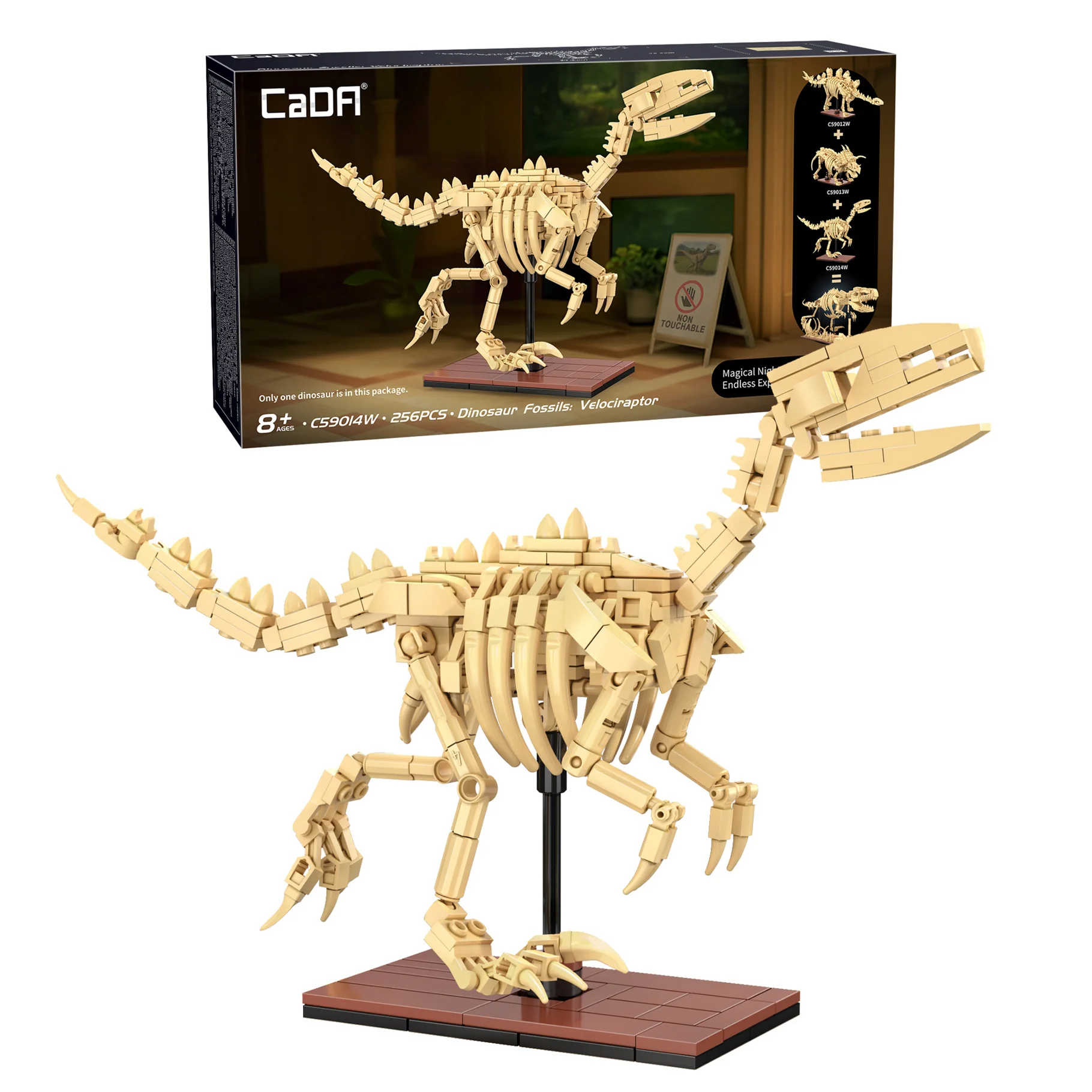 CaDA Dinosaur Fossils: Velociraptor - Image 5